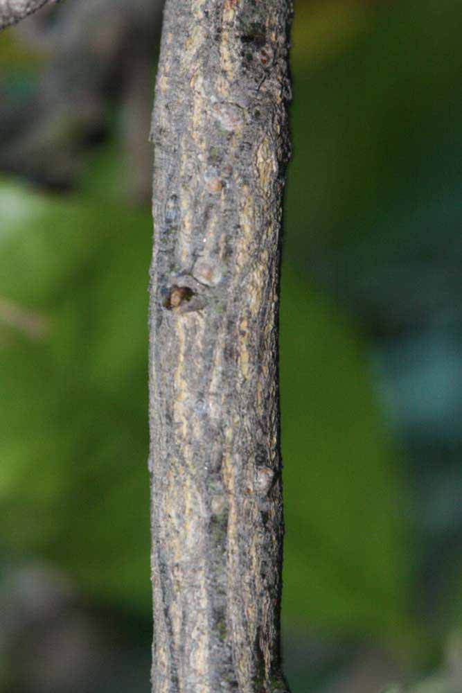            Second - third year twig (Sanguinelli, Riverside, CA)   